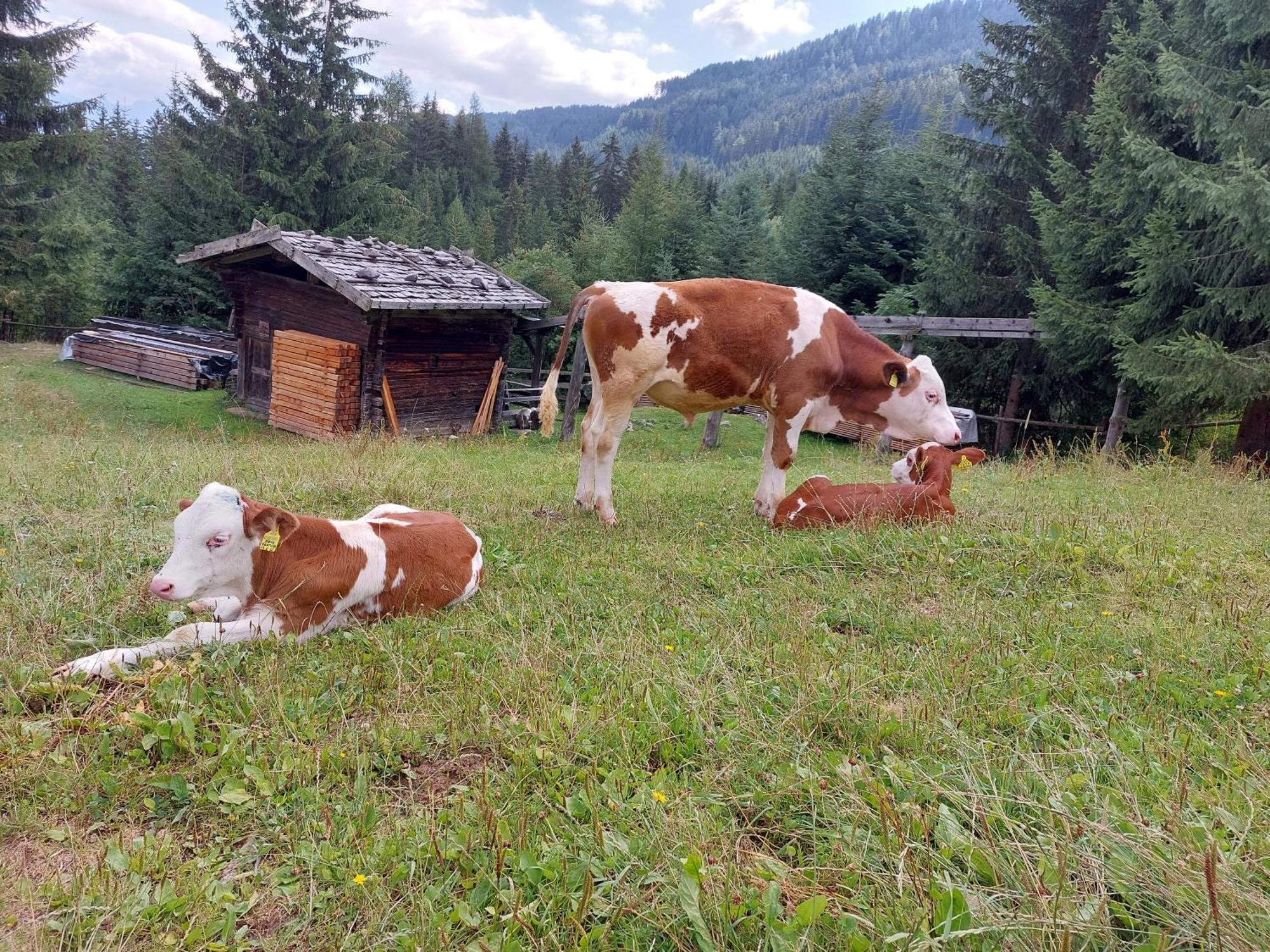 Blosegghof Bergchalets Waldblick Racines Eksteriør billede